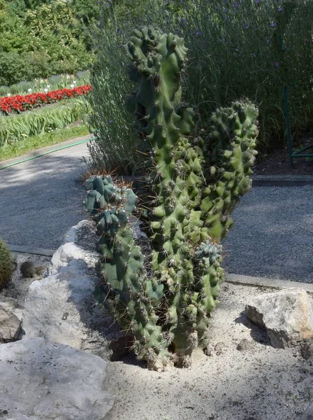 green,thorny cactus tropical plant close up