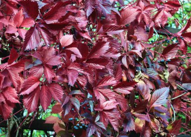 Meyveli ve kırmızı yapraklı Partenocissus quinquefolia