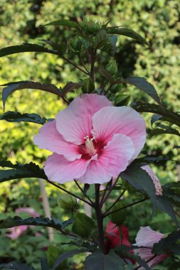 Güzel pembe ve kırmızı çiçekleri kaplayın.