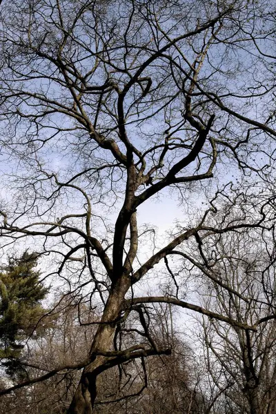 leafless huge tree in park