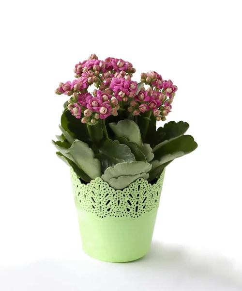 具有漂亮粉红花朵的盆栽植物 免版税图库图片