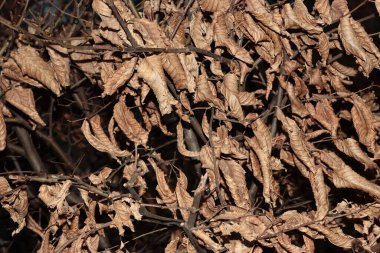 Kuru, ölü, kahverengi Carpinus Betulus yaprakları Hornbeam ağacı 