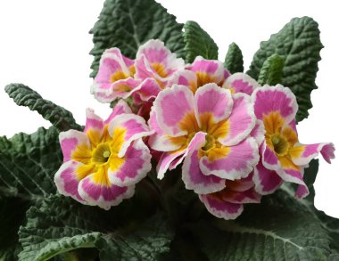 Primula 'nın mor ve pembe çiçekleri - Primrose bitkisini kapatın