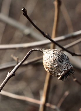 Kuru, ölü tohum kabı Calycanthus batıdişleri kapatın.