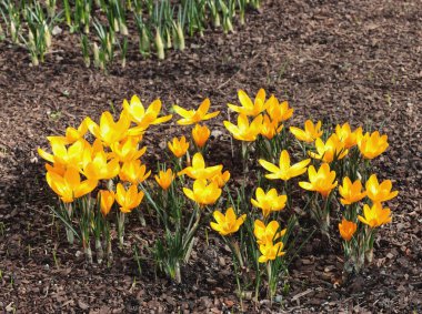 Güzel Lila ve sarı crocus çiçekleri baharda parkta.