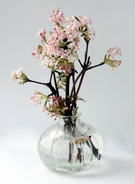 Pembe ve beyaz, küçük, kokulu Viburnum Farreri çalıları baharda