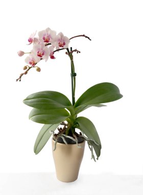 Oldukça renkli orkide çiçekleri. Phalaenopsis yakından.