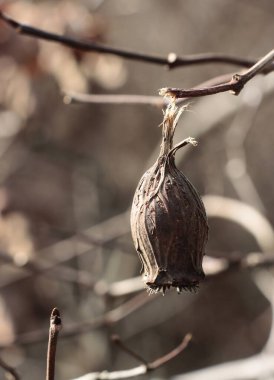 Kuru, ölü tohum kabı Calycanthus batıdişleri kapatın.