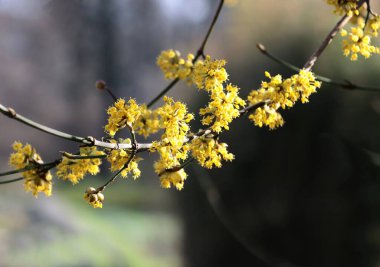 Cornus mas meyvesinin küçük sarı çiçekleri