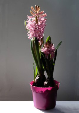 Sümbül bitkisinin pembe çiçeği. Yaklaş.