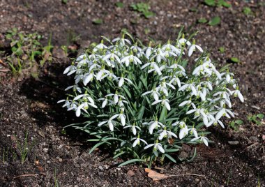 İlkbaharda parkta beyaz, güzel kar damlaları