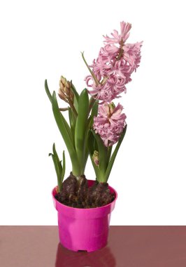 Sümbül bitkisinin pembe çiçeği. Yaklaş.