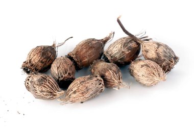 Kuru, ölü tohum kabı Calycanthus batıdişleri kapatın.