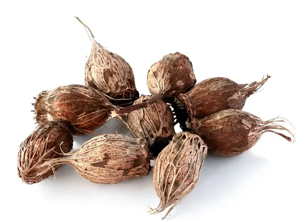 Kuru, ölü tohum kabı Calycanthus batıdişleri kapatın.