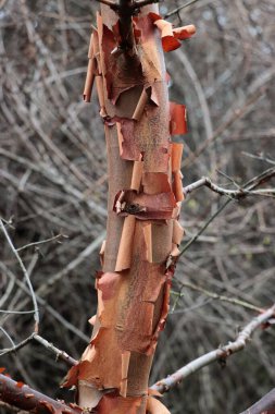 strange brown bark on trunk of Acer Griseum tree - Aceraceae family clipart