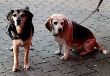 İki güzel kahverengi köpek.