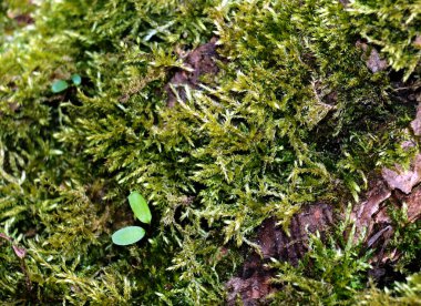 Ormanda yeşil yosun