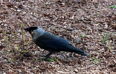 siyah ve gri vahşi kuş Corvus monedula-jackdaw