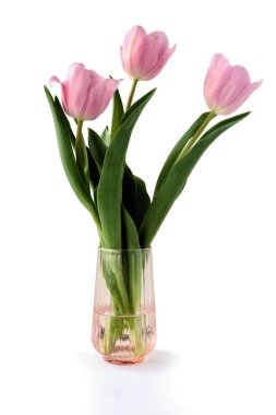 Baharda güzel pembe laleler. Kapatın. 