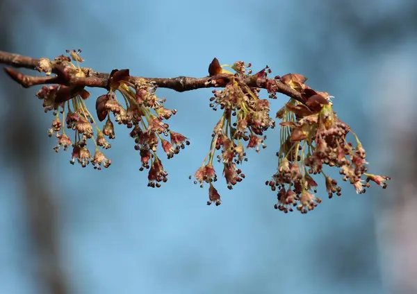 Små Bruna Blommor Alm Träd Våren Närbild Stockfoto