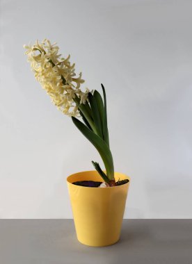 Çeşitli renklerde sümbül çiçekleri ve baharda büyüyen filizler.