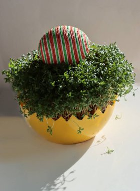 Raster tatilleri ve baharda geleneksel ünlüler.