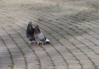 Vahşi gri güvercin parkta