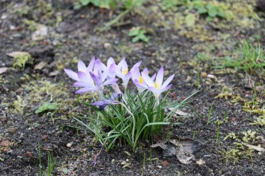 İlkbaharda Lila Crocus çiçekleri