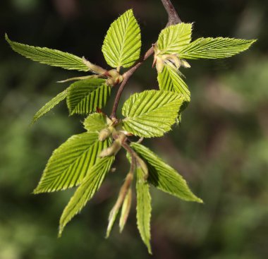 Baharda Carpinus Betulus 'un taze yaprakları yetişiyor.
