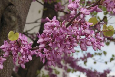 İlkbaharda parkta, Cersis silikastrum-Judas ağacının dalında mor çiçekler.