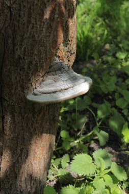  Fomes fomentarius-bracket mantarı ormandaki yaşlı ağacın kabuğunda