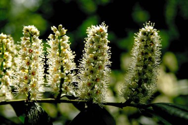 İlkbaharda Prunus Laurocerasus çalılarının beyaz çiçekleriyle dolup taşan kızılderililer.