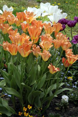 Baharda bahçede çok çeşitli renkli laleler var.