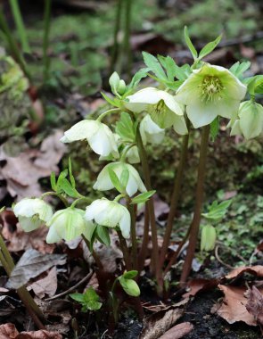 Hellerobus bitkisinin renkli çeşitli güzel çiçekleri - Ranunculaceae ailesi