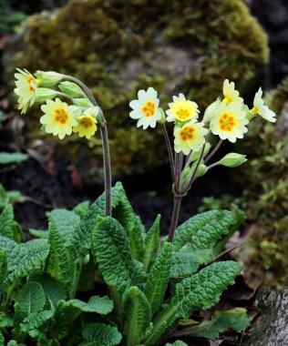 Primula bitkisi - Primrose bitkisi ve baharda renkli çiçekler