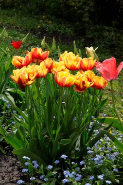 Baharda bahçede çok çeşitli renkli laleler var.
