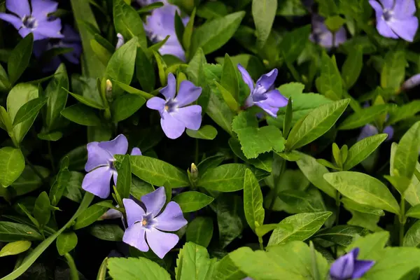 İlkbaharda Vinca Minor 'un Lila çiçekleri