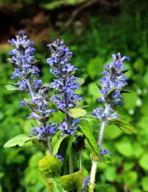 Güzel, küçük Ajuga sürüngenlerinin çiçekleri, kapatın.