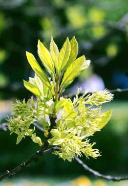 Baharda beyaz çiçekler ve chionanthus Virginicus ağacının yeşil yaprakları