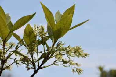 white flowers and green foliage of  chionanthus Virginicus tree at spring clipart