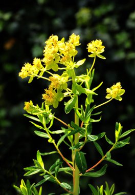 Palustris bitkisinin sarı çiçekleri