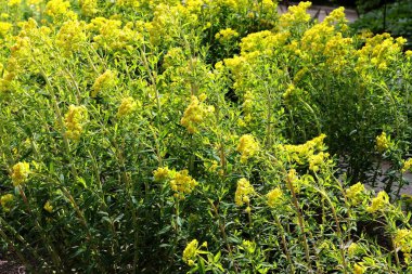 Palustris bitkisinin sarı çiçekleri