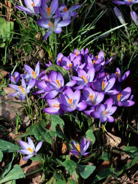 İlkbaharda güzel Lila ve altın renkli kır çiçekleri