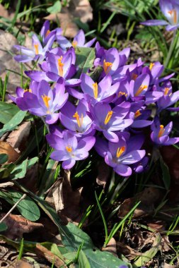 İlkbaharda güzel Lila ve altın renkli kır çiçekleri