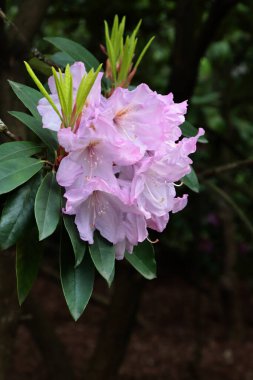 İlkbaharda bahçedeki çalı ağaçlarının rengarenk güzel çiçekleri