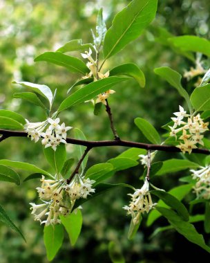 Elaeagnus umbellata ağacının küçük sarı çiçekleri baharda