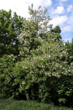 İlkbaharda beyaz çiçek kümeleri olan akasya ağacı