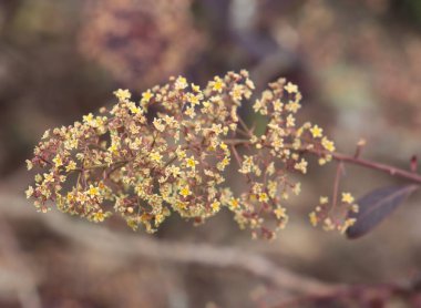 Dekoratif çalı Cotinus coggygria İlkbaharda parkta çiçek açar