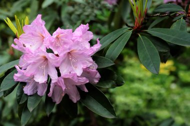güzel, çeşitli, rengarenk rhododendron çiçekleri baharda parkta