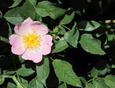 Rosa Canina 'nın pembe çiçeği İlkbaharda vahşi çalı